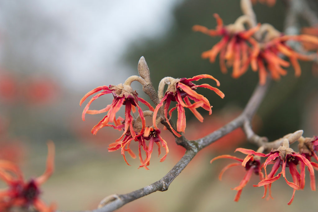 fallflower - found @ the zoo - &copy; Tom Loewen | 14x3.de