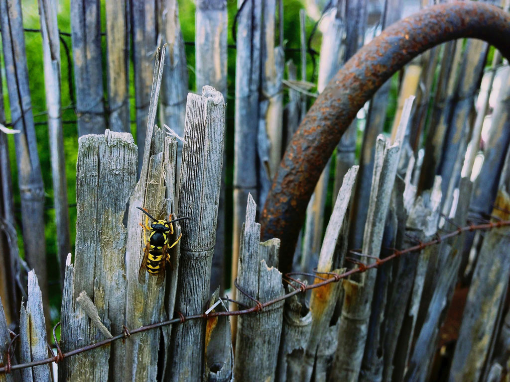 wasp - found on my roof - &copy; Tom Loewen | 14x3.de