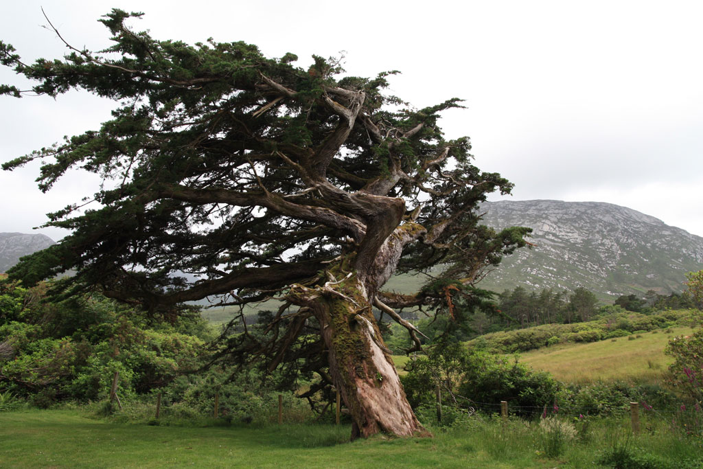 wind - formed this tree - &copy; Tom Loewen | 14x3.de